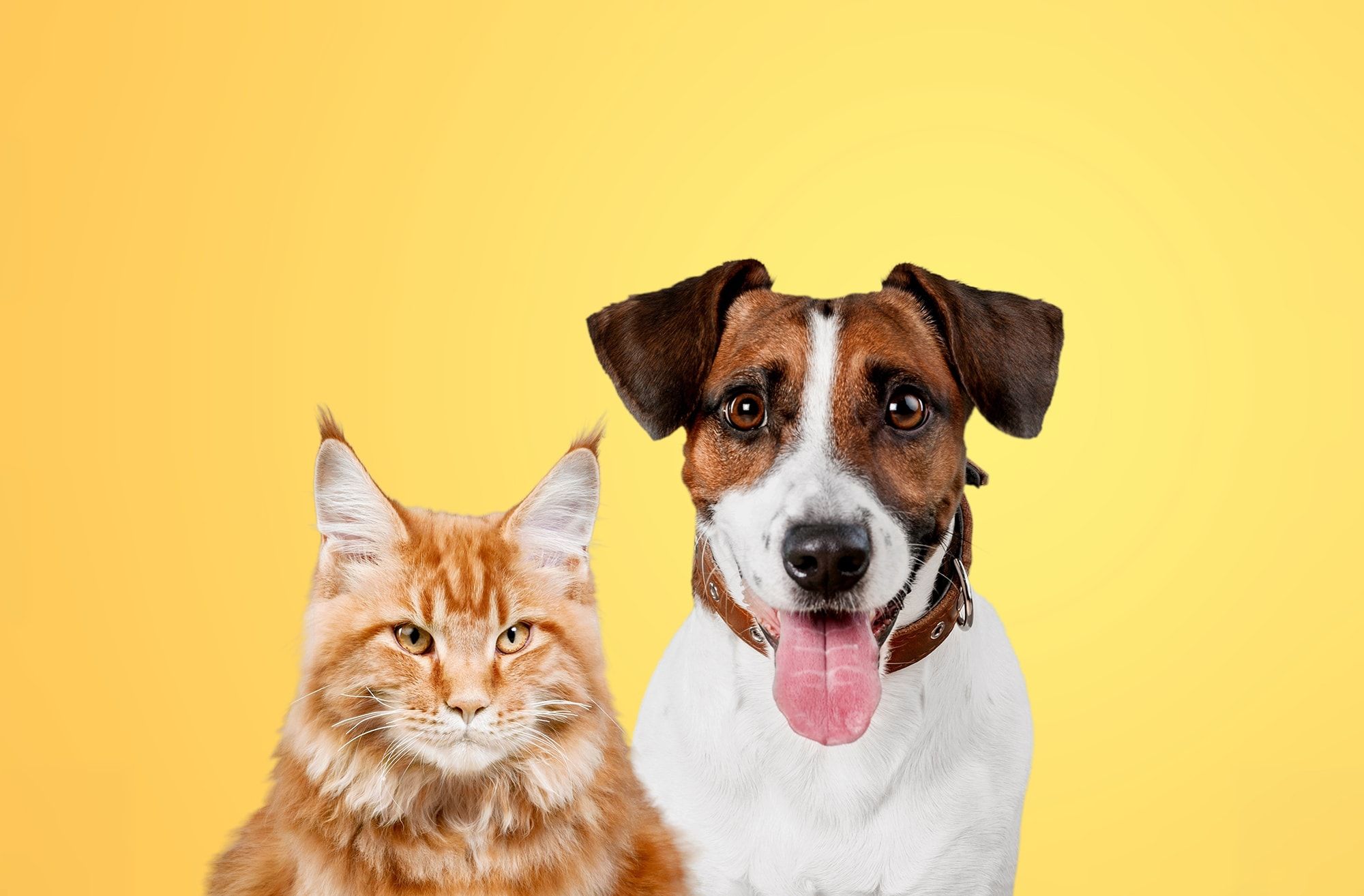 PAWS Humane Society