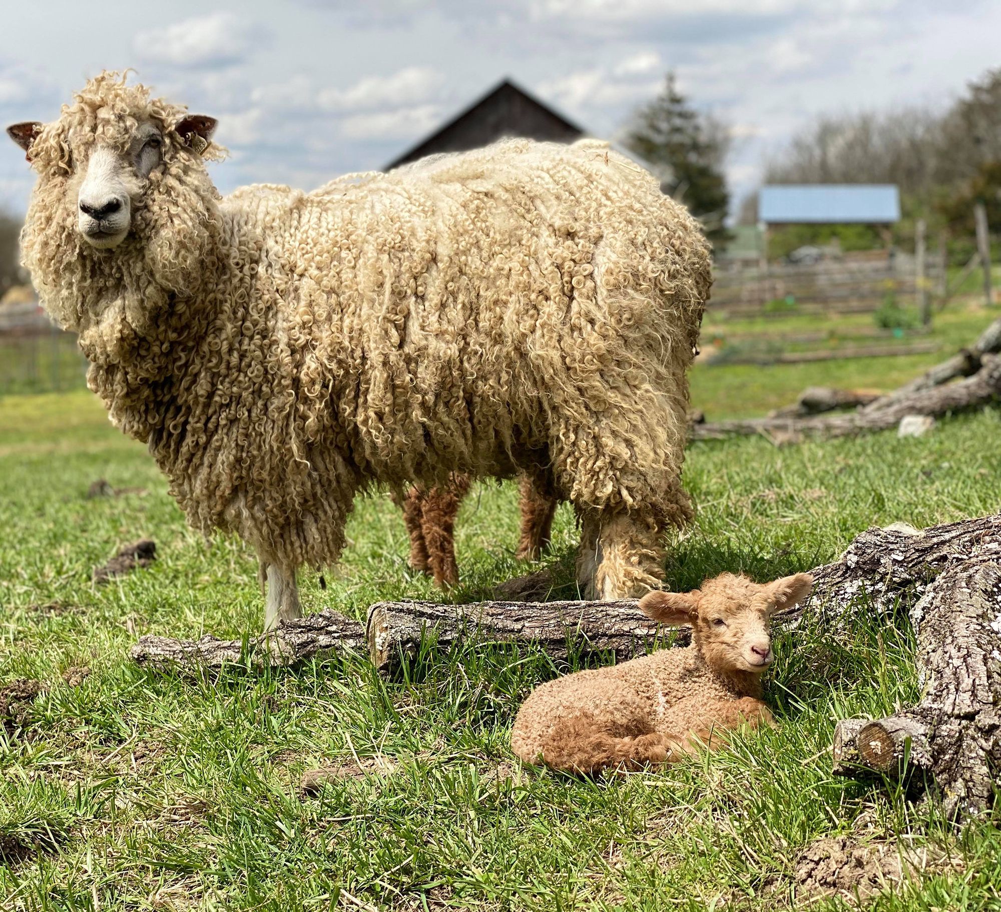 Learning Tree Farm